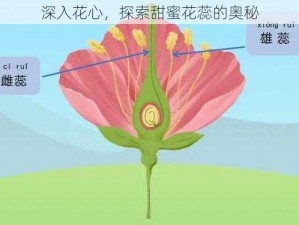 深入花心，探索甜蜜花蕊的奥秘