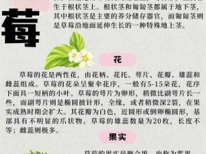 草莓向日葵丝瓜幸福宝、草莓向日葵丝瓜幸福宝，哪种水果或蔬菜的营养价值更高？