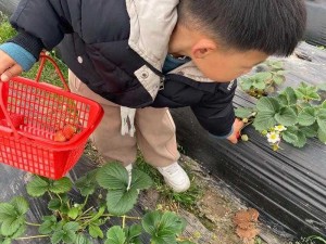 草莓退役视频：珍贵珍藏版，记录草莓职业生涯的精彩瞬间