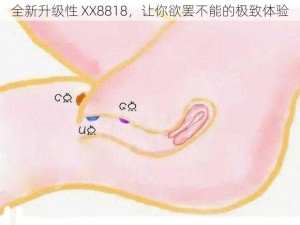 全新升级性 XX8818，让你欲罢不能的极致体验