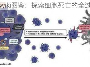 死亡细胞wiki图鉴：探索细胞死亡的全过程与奥秘