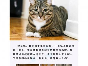 揭秘大唐双龙传之飞天狸猫：萌宠全解析，震撼曝光