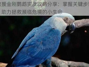 救援金刚鹦鹉实战攻略分享：掌握关键步骤，助力拯救濒临危境的小生命