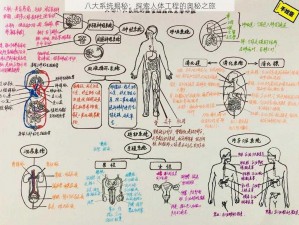 八大系统揭秘：探索人体工程的奥秘之旅