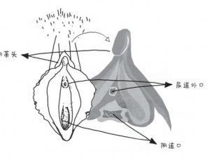 大荫蒂女人毛茸茸 30：舒适亲肤，带来极致体验