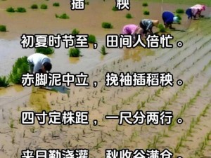 立夏插秧谷满仓：民谚揭示作物丰收之道