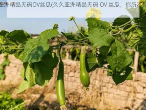 久久亚洲精品无码OV丝瓜(久久亚洲精品无码 OV 丝瓜，你所不知道的秘密)