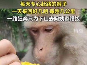 猴子很忙：技能精湛胜于忙碌奔波，巧妙施展优于苦干不停