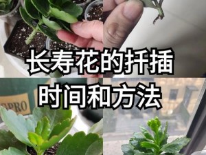 如何制作扦插过程视频：一款简单易用的视频制作软件