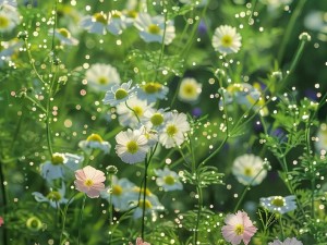 野花视频在线观看-野花视频在线观看，无限制免费播放