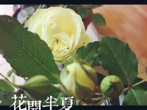 花开半夏，青春无悔