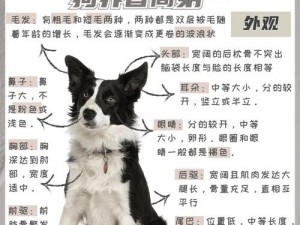 畸形 18 牧羊犬，是怎样一种存在？