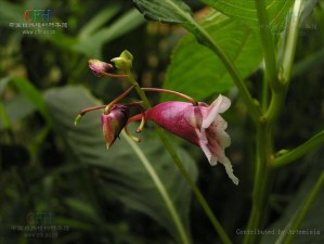 异度之刃2水母凤仙花采集攻略：详细分享水母凤仙花的最佳捡拾地点