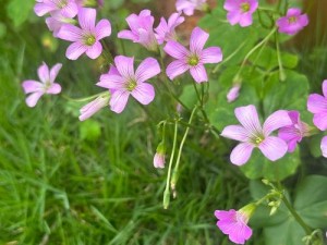 日本野草花的春天;日本野草花如何在春天绽放绚烂色彩