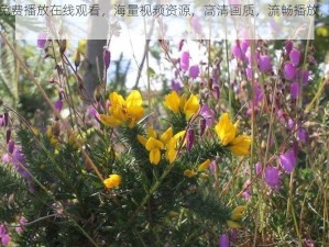 野花视频免费播放在线观看，海量视频资源，高清画质，流畅播放，无广告骚扰