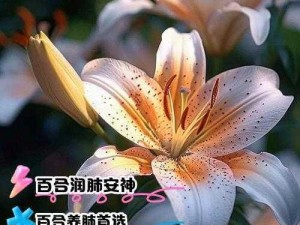 百合都是怎么搞的_百合到底是怎么发展起来的？