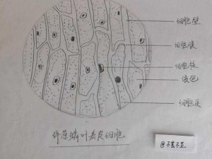 生物课上老师亲自给我们展示了显微镜的使用方法和洋葱表皮细胞的结构