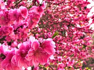 国色天香桃花，珍稀品种，花朵大而艳丽，颜色鲜艳夺目，是桃花中的上品