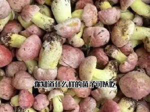 忘带罩子让他吃——口感鲜美、营养丰富的野生菌