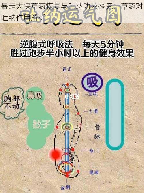 暴走大侠草药恢复与吐纳功效探究：草药对吐纳作用解析