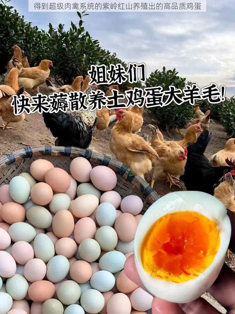 得到超级肉禽系统的紫岭红山养殖出的高品质鸡蛋