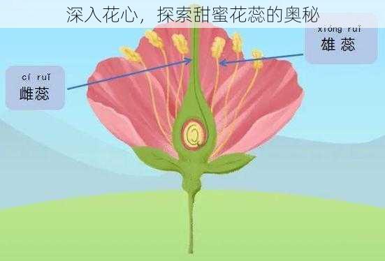 深入花心，探索甜蜜花蕊的奥秘