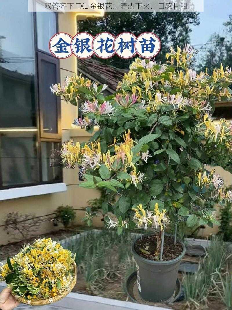 双管齐下 TXL 金银花：清热下火，口感甘甜