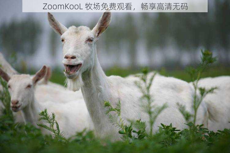 ZoomKooL 牧场免费观看，畅享高清无码