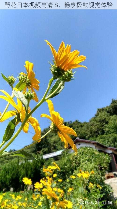 野花日本视频高清 8，畅享极致视觉体验