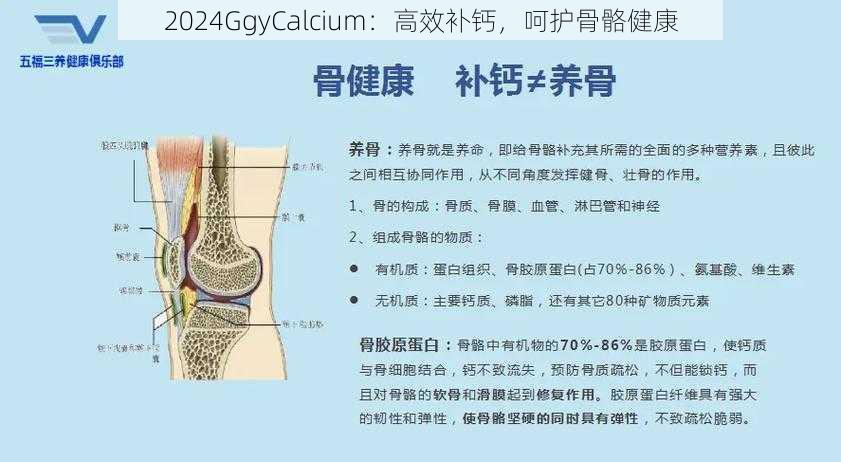 2024GgyCalcium：高效补钙，呵护骨骼健康