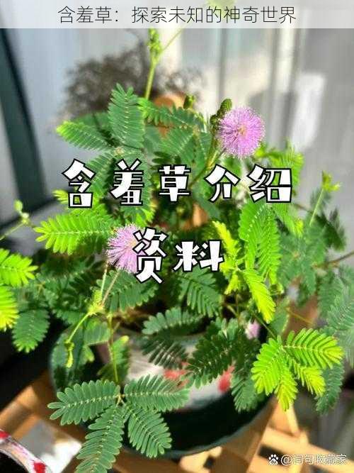 含羞草：探索未知的神奇世界