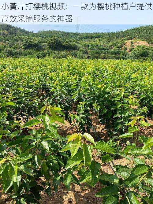 小黃片打樱桃视频：一款为樱桃种植户提供高效采摘服务的神器