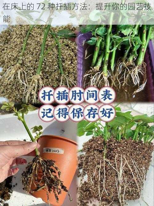 在床上的 72 种扦插方法：提升你的园艺技能