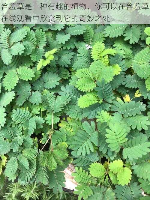 含羞草是一种有趣的植物，你可以在含羞草在线观看中欣赏到它的奇妙之处