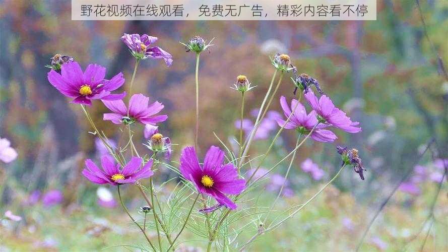 野花视频在线观看，免费无广告，精彩内容看不停