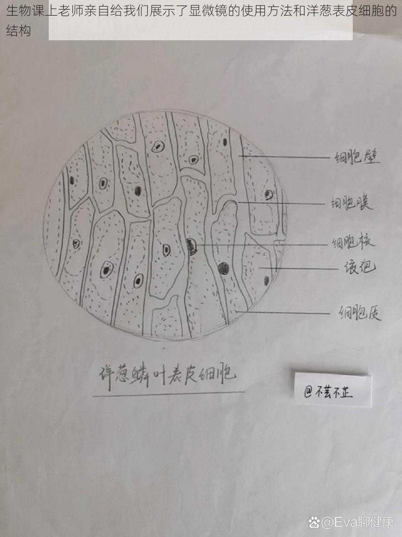 生物课上老师亲自给我们展示了显微镜的使用方法和洋葱表皮细胞的结构