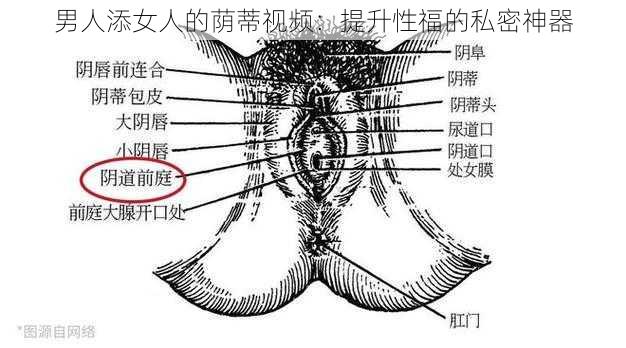 男人添女人的荫蒂视频：提升性福的私密神器