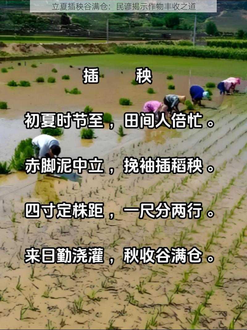 立夏插秧谷满仓：民谚揭示作物丰收之道