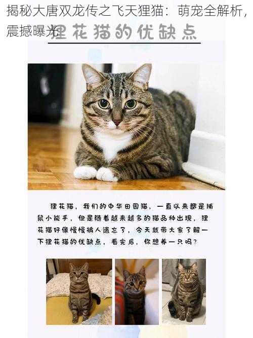 揭秘大唐双龙传之飞天狸猫：萌宠全解析，震撼曝光