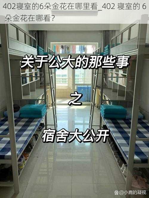 402寝室的6朵金花在哪里看_402 寝室的 6 朵金花在哪看？