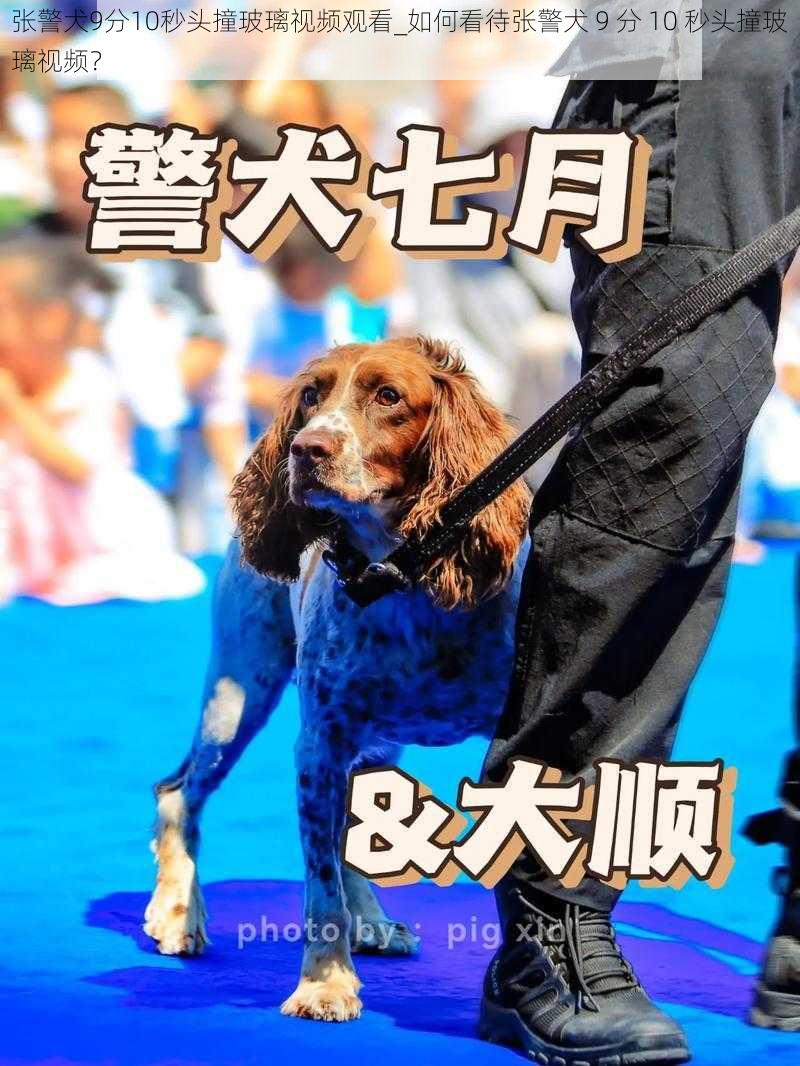 张警犬9分10秒头撞玻璃视频观看_如何看待张警犬 9 分 10 秒头撞玻璃视频？