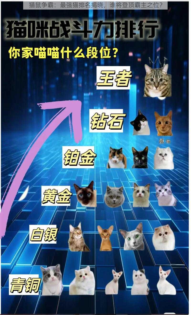 猫鼠争霸：最强猫排名揭晓，谁将登顶霸主之位？