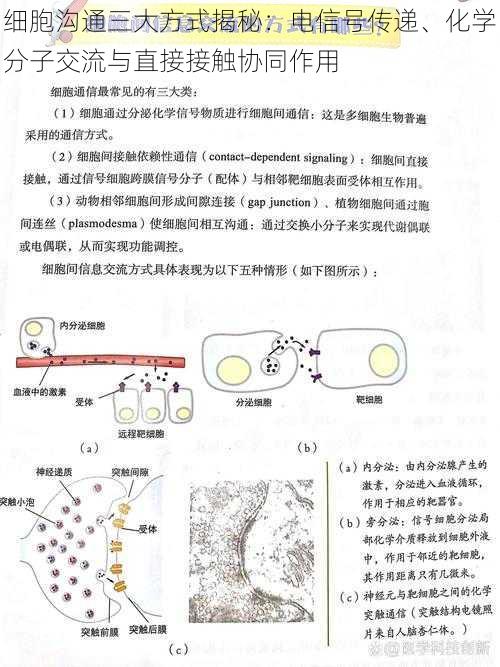 细胞沟通三大方式揭秘：电信号传递、化学分子交流与直接接触协同作用